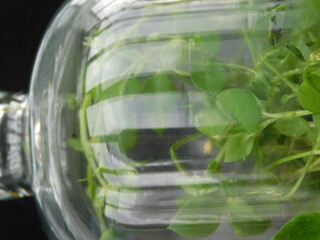 greenery under the dome