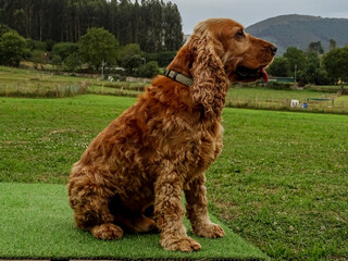 english cocker spaniel