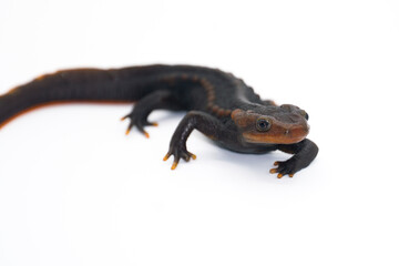 Crocodile newt (Tylototriton panhai) standing on the white background  studio