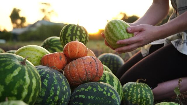 Farmer sorts watermelons and pumpkins on the field. 