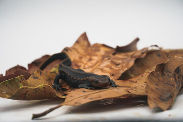 Crocodile newt (Tylototriton panhai) standing on dried leaves