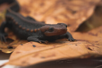 Crocodile newt (Tylototriton panhai) standing on dried leaves