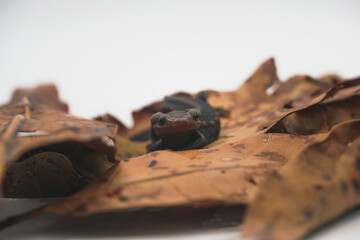 Crocodile newt (Tylototriton panhai) standing on dried leaves