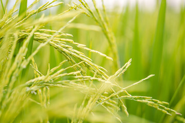 Rice in the field waiting for harvest