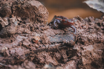 Crocodile newt (Tylototriton panhai) walking on the land