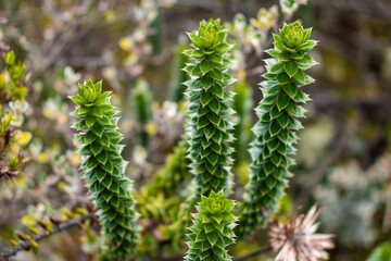 The details of a rare plant in Cajas National Park, Ecuador