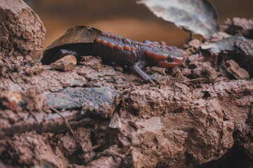 Crocodile newt (Tylototriton panhai) walking on the land