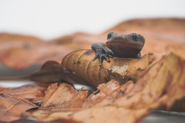 Crocodile newt (Tylototriton panhai) standing on dried leaves