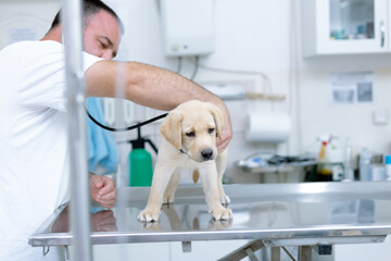 Veterinarian examining dog in clinic. Male doctor checkup beautiful labrador puppy.