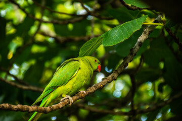 Photo of a beautiful and bright green bird, staying on top of a tree in the middle of the forest. 