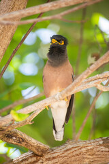 tropical bird / common myna in tree, singing at Ko Phangan, thailand