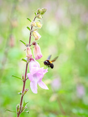 Bumble Bee in Flight