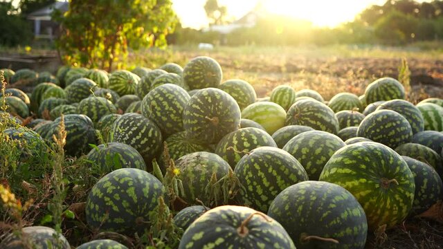 A pile of watermelons in the field at sunset