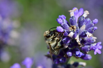 Biene auf Lavendel