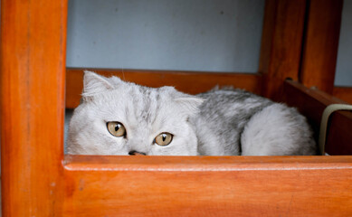 Beautiful feline cat at home. Domestic animal. The cat hid under the table.