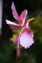 close up of pink flower