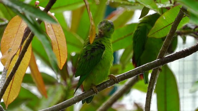 Blue-crowned Hanging Parrot with green background.