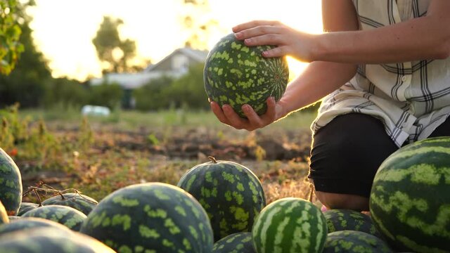Farmer sorts watermelon on the field. 