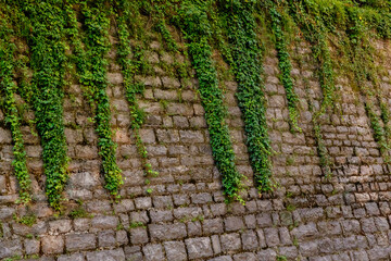 An old ivy-covered wall in a stone house on a street in Varenna, a small town on lake Como, Italy