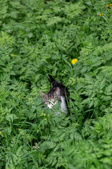 grey pet cat among the green grass
