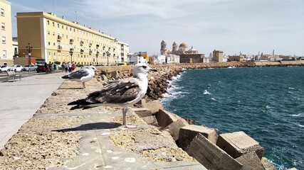 Seagull in Cádiz , Spain