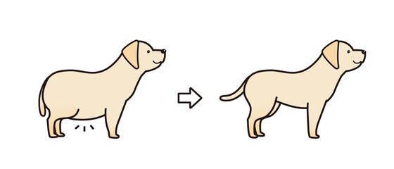 ラブラドールレトリーバーのダイエット　ビフォアアフター