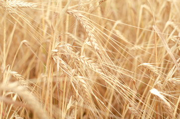 Field of ripe wheat. Autumn harvest concert. Natural background and texture.