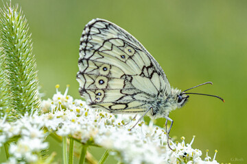 Schachbrett - Schmetterling