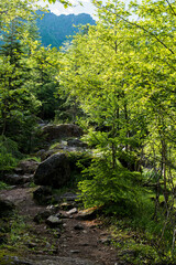 green forest background on Yatsugatake
