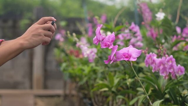 Asian farmer working in orchid farm and use a smartphone to take photos to track the growth of orchids.