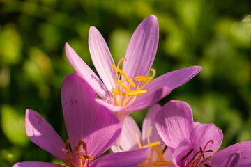 Makro / Detail der Blüte einer Herbstzeitlose (lat.: Colchicum autumnale), einer giftigen Wildblume, die im Spätsommer / Herbst blüht