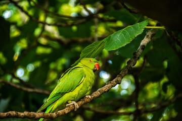 Photo of a beautiful and bright green bird, staying on top of a tree in the middle of the forest. 