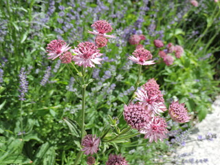 Obraz premium Pink flowers in summer garden