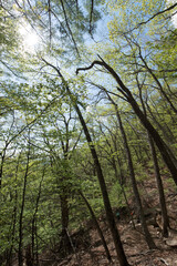 forest in the fresh spring