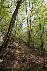 forest in the fresh spring