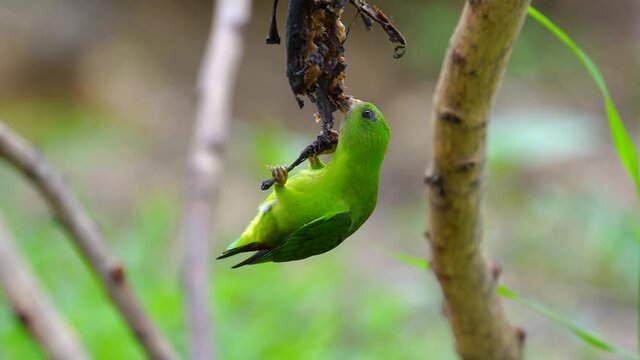 Blue-crowned Hanging Parrot with green background.
