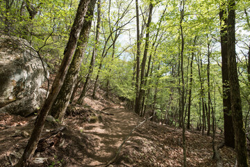 Fototapeta premium forest in the fresh spring