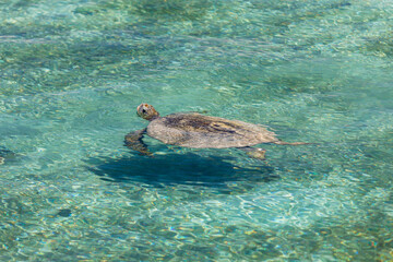 Obraz premium Turtle swimming in crystal clear shallow turquoise lagoon. Indian Ocean. 