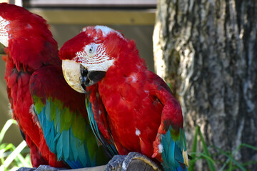 木の上にとまるベニコンゴウインコ（Red-and-green macaw）
