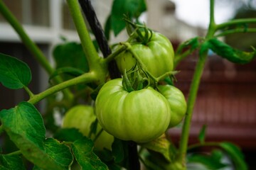 Tomatoes on vine in  garden, selective focus