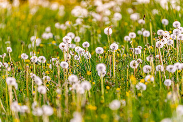 Fototapeta premium Pusteblume