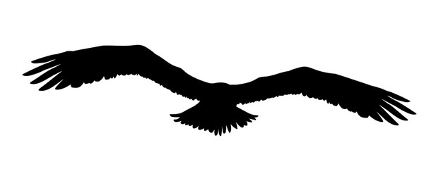 Black silhouette eagle, falcon, hawk or orel isolated on white background. A large predator soar in the air. Clipart icon, graphic simple element for design. Vector illustration.