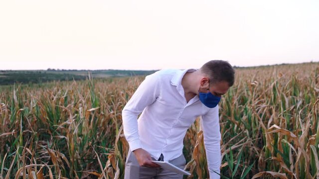 One man checking the field with failed crops. The concept of global warming. Farmer with a face mask on his face to check the cornfield affected by the drought. Year 2020. Drought 2020