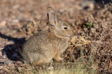 Naklejka na ściany i meble Cute Young Cottontail Rabbit