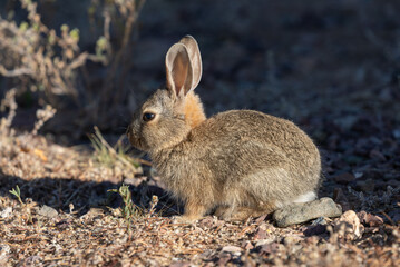 Cute Young Cottontail Rabbit
