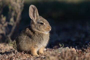 Cute Young Cottontail Rabbit