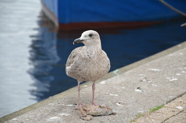 Darłowo , Darłówko ,Darłówko plaża , mewa , mewa w Darłówku