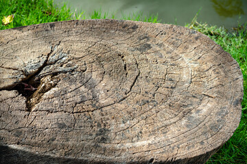 cross section of tree trunk