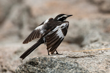 Bergeronnette du Cap,.Motacilla capensis, Cape Wagtail