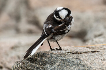 Bergeronnette du Cap,.Motacilla capensis, Cape Wagtail